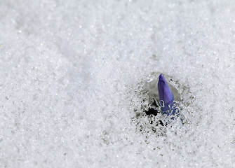 Image showing Crocus flower in the snow