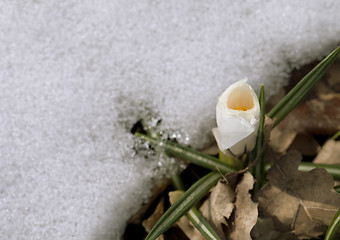 Image showing Crocus flower in the snow