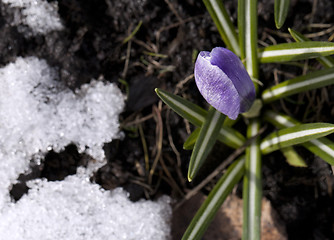 Image showing Crocus flower in the snow