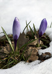 Image showing Crocus flower in the snow