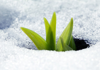 Image showing Crocus leaves in the snow