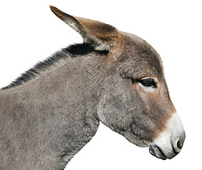 Image showing Donkey isolated on white background