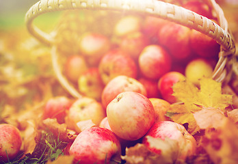 Image showing wicker basket of ripe red apples at autumn garden