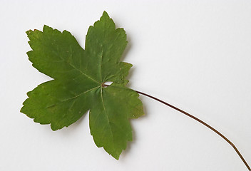 Image showing Autumn green dry leaf on white background