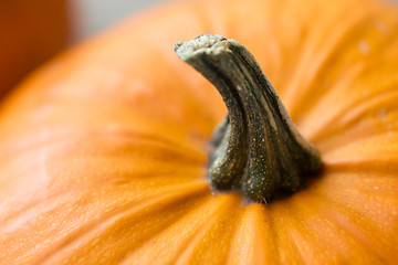 Image showing close up of pumpkin