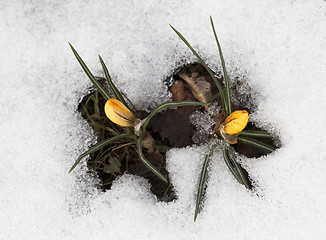 Image showing Crocus flowers in the snow