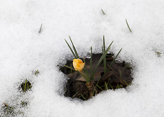 Image showing Crocus flower in the snow