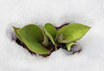 Image showing Crocus leaves in the snow