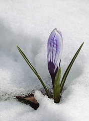 Image showing Crocus flower in the snow