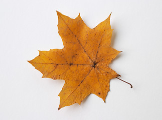 Image showing Autumn yellow dry maple leaf on white background