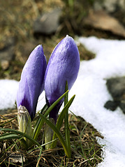 Image showing Crocus flower in the snow