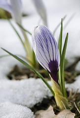 Image showing Crocus flower in the snow