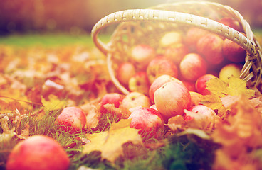 Image showing wicker basket of ripe red apples at autumn garden