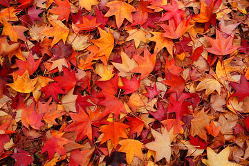 Image showing Fallen leaves in Autumn