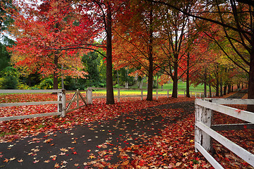 Image showing Maple trees in Autumn