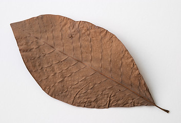 Image showing Autumn brown dry leaf on white background