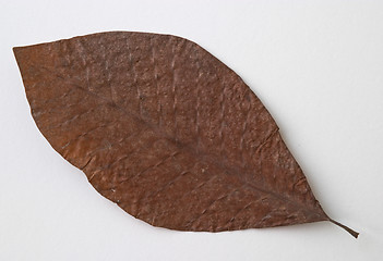 Image showing Autumn brown dry leaf on white background