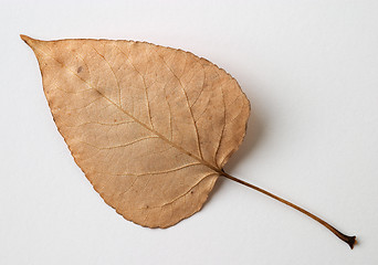 Image showing Autumn yellow dry leaf on white background