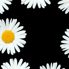 Image showing Daisy Flowers