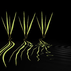 Image showing Bamboo Grass Beauties