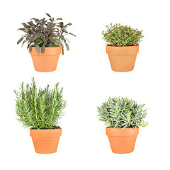 Image showing Rosemary, Lavender, Sage and Thyme