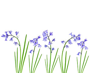 Image showing Spring Bluebells