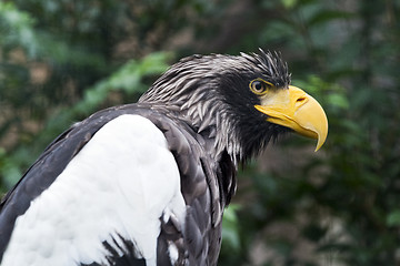 Image showing Steller\'s sea eagle (white-shouldered eagle)