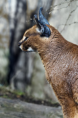 Image showing Caracal. Side view