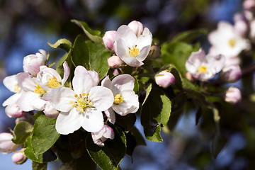 Image showing Apple bloom