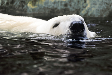 Image showing Polar bear