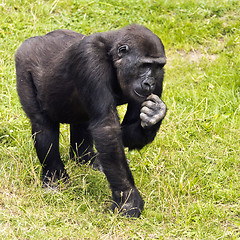 Image showing Young gorilla