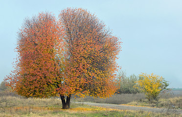 Image showing Lonely cherry tree