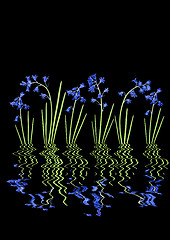 Image showing Bluebell Reflections