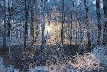 Image showing Winter Frozen Forest