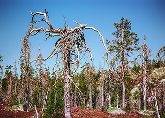 Image showing Strange Dry Trees