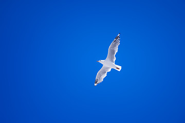 Image showing a seagull in the clear blue sky