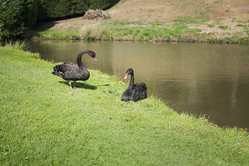 Image showing black swan couple