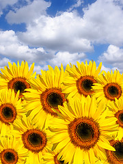 Image showing Summer Sunflowers