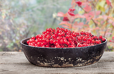 Image showing Viburnum in a pan on wooden table