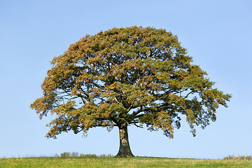 Image showing Oak Tree In Early Autumn