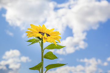 Image showing beautiful sunflower in front of the blue sky