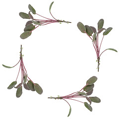 Image showing Purple Sage
