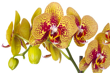 Image showing Beautiful orchid flower