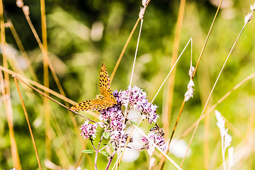 Image showing Butterfly