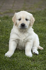 Image showing Cute Golden Retriever Puppy