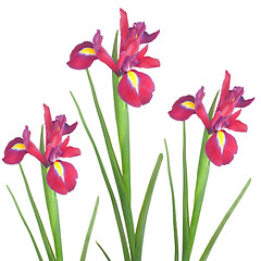 Image showing Red Iris