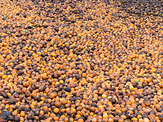 Image showing Areca or betel nuts in Mynmar