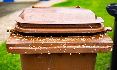 Image showing Maggots