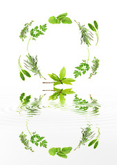 Image showing Abstract Herbs