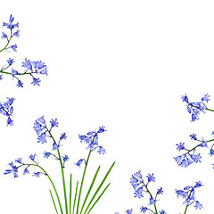 Image showing Bluebell Border